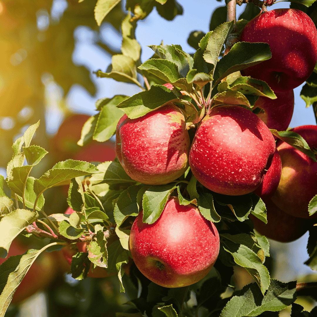 هناره خرید و فروش سیب کردستان در آذربایجان شرقی