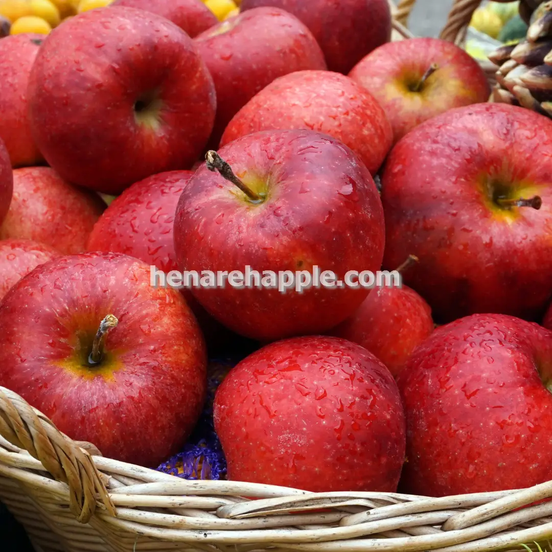 خرید سیب کردستان تازه برداشت